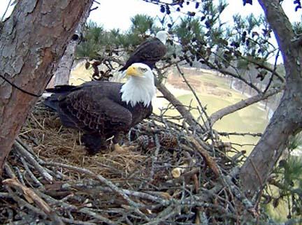 Elliott and Eloise have been nesting and raising eaglets above The Bear Trace at Harrison Bay since 2011.