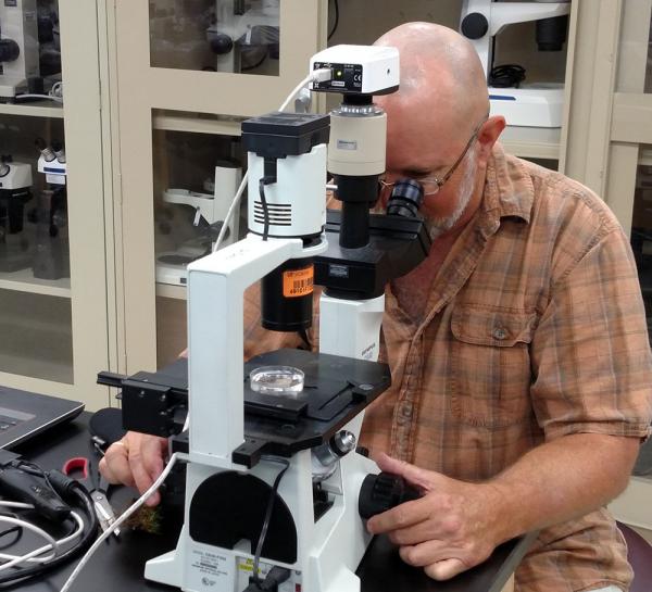 University of Florida nematologist Billy Crow, Ph.D., doing what he loves - looking at nematode samples under a microscope.