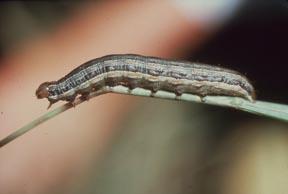 Armyworm