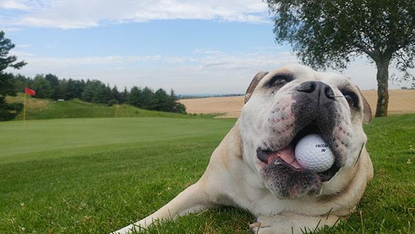 Well-behaved dogs are welcome patrons at Wood River Golf Course in Nebraska.