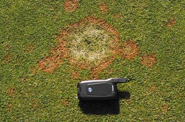 Pink snow mold on a putting green. Photo by The Ohio State University.