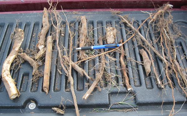 A tailgate full of SGRs after removal.