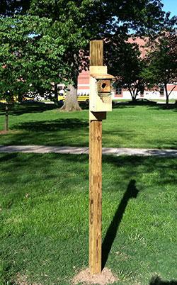 Bluebird box on West Campus, Drury University