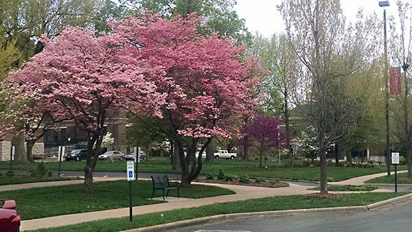 Diverse landscapes with widely understood expectations of budget, quality and sustainability are more easily maintained, and successful.