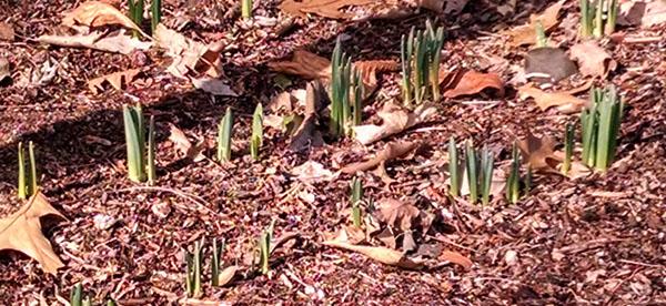 Harbinger of Spring - daffodils emerging