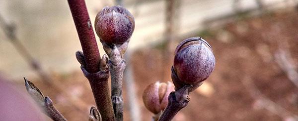 Cornelian Cherry (Cornus mas): buds are swelling, first tree to bloom on campus, usually flowers end of February.