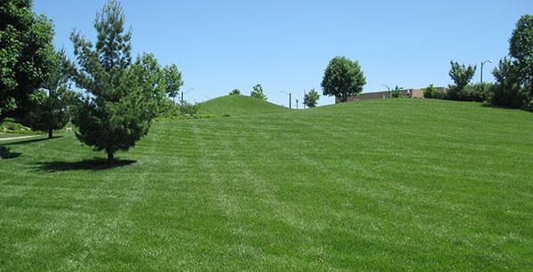 Healthy turf at Drury University