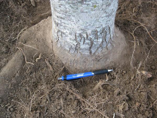 SGRs after root pruning