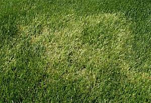 Poa annua in Kentucky bluegrass