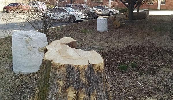 Incorporating small pockets of dead and decaying plant material supports landscape health.